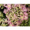 floria