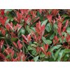 Červienka Fraserova 'Dynamo Red'  Photinia fraseri ‘Dynamo Red'