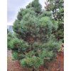 pinus nigra 1