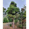 pinus nigra 2