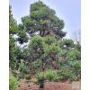 pinus nigra 4