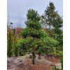 pinus nigra 5