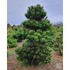 pinus nigra 6