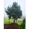 Pinus nigra