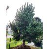 Pinus nigra (2)
