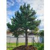 Pinus nigra3