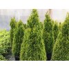 Tuja západná 'Petit Smaragd'