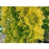 Tuja západná 'Sunny Smaragd'