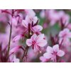 Gaura lindheimerova 'Baby Butterfly' - Gaura lindheimeri 'Baby Butterfly'