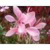 Gaura lindheimerova Cherry Brandy' -  Gaura lindheimeri 'Cherry Brandy'