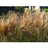 Miscanthus Ards Angel (1)