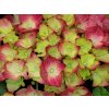 Hortenzia kalinolistá 'Glossy Lips®'