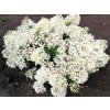 Hydrangea paniculata Groundbreaker® 'Blush' 2