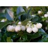 Gaultéria ležatá ´White Pearls´ - Gaultheria procumbens 'White Pearls'