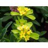 Daphne Royal Crown (3)