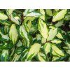 Elaeagnus Maryline (2)
