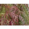 Jarabina 'Chinese Lace'