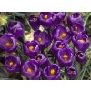 large flowering crocus bulbs purple