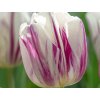 Tulipán 'Flaming Flag'