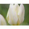 Tulipán 'Purissima'