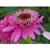 Echinacea Butterfly Kisses
