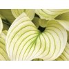 Hosta 'White Feather®' - Hosta 'White Feather®'