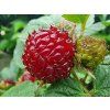 Rubus Raspberry Tower 1