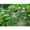 Rubus Raspberry Tower 2