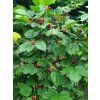 Rubus Raspberry Tower 5