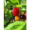 Rubus Raspberry Tower 6