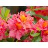 35514 3 azalea sarina 1