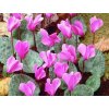cyclamen