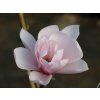 pink beauty