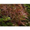 Acer Ornatum (2)