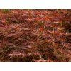 Acer Ornatum (1)