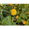 Kerria plenifloria