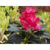 krakovec 2