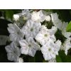 Kalmia 'Alabaster'