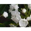 Kalmia 'Alabaster'