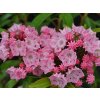 Kalmia 'Ewa'