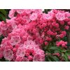 Kalmia 'Ewa'