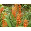 Motýlovec oranžový - Hedychium aurantiacum