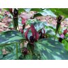 Trojlist -Trillium recurvatum