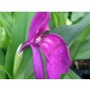 Roskea alpská - Roscoea alpina