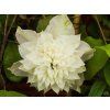 Clematis First Light (1)