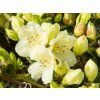 Rhododendron Wren (2)
