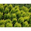 Tujovec východný 'Aurea Nana Variegata'