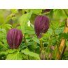 Clematis Purpe Surprise (2)