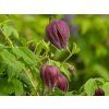 Clematis Purpe Surprise (1)