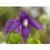 Clematis Pamela Jackman (1)